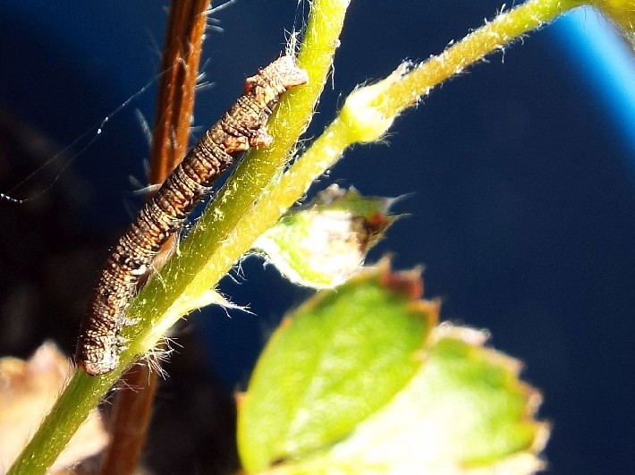 Larve di lepidotteri australiani